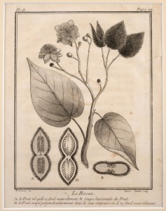 PIERRE SONNERAT (1748-1814) group of twelve antique botanical engravings from "VOYAGE A LA NOUVELLE GUINEE", circa 1776, mounted 23 x 16cm each, 37 x 32cm each overall.