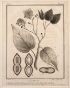 PIERRE SONNERAT (1748-1814) group of twelve antique botanical engravings from "VOYAGE A LA NOUVELLE GUINEE", circa 1776, mounted 23 x 16cm each, 37 x 32cm each overall.