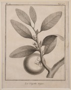 PIERRE SONNERAT (1748-1814) group of twelve antique botanical engravings from "VOYAGE A LA NOUVELLE GUINEE", circa 1776, mounted 23 x 16cm each, 37 x 32cm each overall. - 4