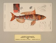 SIR FREDERICK McCOY (1817-1899) an attractive selection of antique coloured lithographs of fish and fur seals from "THE PRODROMUS OF THE ZOOLOGY OF VICTORIA" published in 1878-1890, (9 plates), mounted 14.5 x 24cm each, 36 x 46cm each overall.