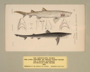 SIR FREDERICK McCOY (1817-1899) an attractive selection of antique coloured lithographs of fish and fur seals from "THE PRODROMUS OF THE ZOOLOGY OF VICTORIA" published in 1878-1890, (9 plates), mounted 14.5 x 24cm each, 36 x 46cm each overall. - 2