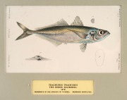 SIR FREDERICK McCOY (1817-1899) an attractive selection of antique coloured lithographs of fish and fur seals from "THE PRODROMUS OF THE ZOOLOGY OF VICTORIA" published in 1878-1890, (9 plates), mounted 14.5 x 24cm each, 36 x 46cm each overall. - 3