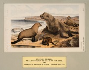 SIR FREDERICK McCOY (1817-1899) an attractive selection of antique coloured lithographs of fish and fur seals from "THE PRODROMUS OF THE ZOOLOGY OF VICTORIA" published in 1878-1890, (9 plates), mounted 14.5 x 24cm each, 36 x 46cm each overall. - 4