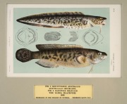 SIR FREDERICK McCOY (1817-1899) an attractive selection of antique coloured lithographs of fish and fur seals from "THE PRODROMUS OF THE ZOOLOGY OF VICTORIA" published in 1878-1890, (9 plates), mounted 14.5 x 24cm each, 36 x 46cm each overall. - 5
