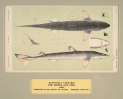 SIR FREDERICK McCOY (1817-1899) an attractive selection of antique coloured lithographs of fish and fur seals from "THE PRODROMUS OF THE ZOOLOGY OF VICTORIA" published in 1878-1890, (9 plates), mounted 14.5 x 24cm each, 36 x 46cm each overall. - 6