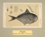 SIR FREDERICK McCOY (1817-1899) an attractive selection of antique coloured lithographs of fish and fur seals from "THE PRODROMUS OF THE ZOOLOGY OF VICTORIA" published in 1878-1890, (9 plates), mounted 14.5 x 24cm each, 36 x 46cm each overall. - 8