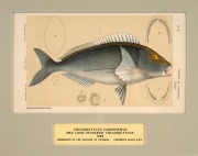 SIR FREDERICK McCOY (1817-1899) an attractive selection of antique coloured lithographs of fish and fur seals from "THE PRODROMUS OF THE ZOOLOGY OF VICTORIA" published in 1878-1890, (9 plates), mounted 14.5 x 24cm each, 36 x 46cm each overall. - 9