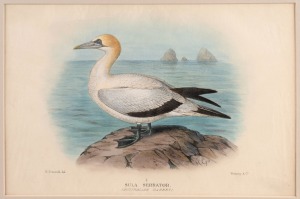 GREGORY MACALISTER MATHEWS, sea birds and water birds, antique ornithological colour lithographs from the publication "THE BIRDS OF AUSTRALIA" circa 1910-1927, (20 plates), mounted 22 x 33cm each, 38 x 48.5cm each overall.