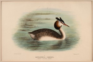 GREGORY MACALISTER MATHEWS, sea birds and water birds including albatrosses, antique ornithological colour lithographs from the publication "THE BIRDS OF AUSTRALIA" circa 1910-1927, with descriptive pages affixed verso, (20 plates), mounted 22 x 33cm each, 38 x 48.5cm each overall.