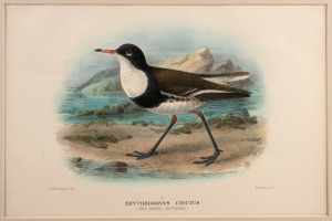 GREGORY MACALISTER MATHEWS, antique ornithological colour lithographs including ducks and penguins, from the publication "THE BIRDS OF AUSTRALIA" circa 1910-1927, with descriptive pages affixed verso, (20 plates), mounted 22 x 33cm each, 38 x 48.5cm each overall.
