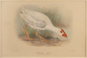 GREGORY MACALISTER MATHEWS, antique ornithological colour lithographs, from the publication "THE BIRDS OF AUSTRALIA" circa 1910-1927, with descriptive pages affixed verso, (20 plates), mounted 22 x 33cm each, 38 x 48.5cm each overall.