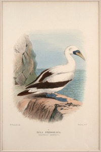 GREGORY MACALISTER MATHEWS, antique ornithological colour lithographs, from the publication "THE BIRDS OF AUSTRALIA" circa 1910-1927, with descriptive pages affixed verso, (20 plates), mounted 22 x 33cm each, 38 x 48.5cm each overall.