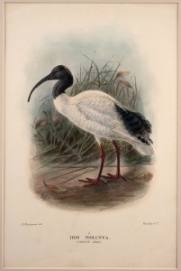 GREGORY MACALISTER MATHEWS, antique ornithological colour lithographs, from the publication "THE BIRDS OF AUSTRALIA" circa 1910-1927, with descriptive pages affixed verso, (20 plates), mounted 22 x 33cm each, 38 x 48.5cm each overall.