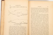 Thomas BEALE, "The Natural History of the Sperm Whale...to which is added, a sketch of a South-Sea Whaling Voyage..", [London : John Van Voorst, 1839], 393pp, plates; half calf over fabric covered boards, gilt titles and decorations to spine with 5 raised - 3