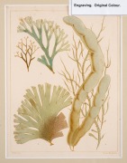 DAVID LANDSBOROUGH (1779-1854), group of seaweed colour lithographs, from the publication "A POPULAR HISTORY OF BRITISH SEAWEEDS", circa 1849, (6 plates), 15 x 11.5cm, mounted 25 x 21.5cm each overall. - 2