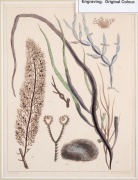 DAVID LANDSBOROUGH (1779-1854), group of seaweed colour lithographs, from the publication "A POPULAR HISTORY OF BRITISH SEAWEEDS", circa 1849, (6 plates), 15 x 11.5cm, mounted 25 x 21.5cm each overall. - 4
