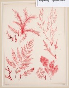 DAVID LANDSBOROUGH (1779-1854), group of seaweed colour lithographs, from the publication "A POPULAR HISTORY OF BRITISH SEAWEEDS", circa 1849, (6 plates), 15 x 11.5cm, mounted 25 x 21.5cm each overall. - 6