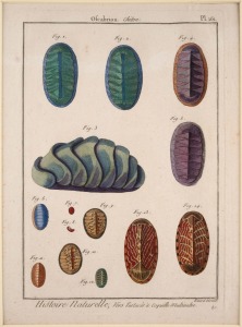 MOLLUSCS & BIVALVES group of antique coloured engravings, from various publications, 18th and 19th century, (8 plates), each approximately 28 x 23cm, mounted 48 x 37cm overall.
