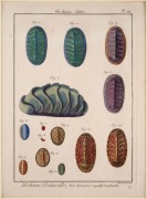 MOLLUSCS & BIVALVES group of antique coloured engravings, from various publications, 18th and 19th century, (8 plates), each approximately 28 x 23cm, mounted 48 x 37cm overall.