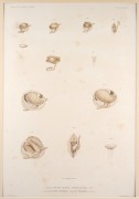 MOLLUSCS & BIVALVES group of antique coloured engravings, from various publications, 18th and 19th century, (8 plates), each approximately 28 x 23cm, mounted 48 x 37cm overall. - 2