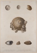 MOLLUSCS & BIVALVES group of antique coloured engravings, from various publications, 18th and 19th century, (8 plates), each approximately 28 x 23cm, mounted 48 x 37cm overall. - 3