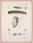 MOLLUSCS & BIVALVES group of antique coloured engravings, from various publications, 18th and 19th century, (8 plates), each approximately 28 x 23cm, mounted 48 x 37cm overall. - 4