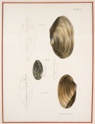 MOLLUSCS & BIVALVES group of antique coloured engravings, from various publications, 18th and 19th century, (8 plates), each approximately 28 x 23cm, mounted 48 x 37cm overall. - 5