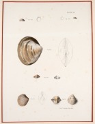MOLLUSCS & BIVALVES group of antique coloured engravings, from various publications, 18th and 19th century, (8 plates), each approximately 28 x 23cm, mounted 48 x 37cm overall. - 6