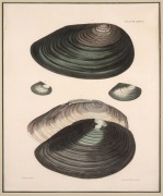 MOLLUSCS & BIVALVES group of antique coloured engravings, from various publications, 18th and 19th century, (8 plates), each approximately 28 x 23cm, mounted 48 x 37cm overall. - 7
