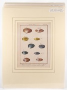 MOLLUSCS & BIVALVES group of antique coloured engravings, from various publications, 18th and 19th century, (8 plates), each approximately 28 x 23cm, mounted 48 x 37cm overall. - 8