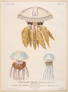 JELLYFISH group of antique hand-coloured engravings, from various publications, circa 1826-1830, (9 plates), each approximately 32 x 24cm, mounted 48.5 x 37.5cm overall.