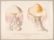 JELLYFISH group of antique hand-coloured engravings, from various publications, circa 1826-1830, (9 plates), each approximately 32 x 24cm, mounted 48.5 x 37.5cm overall. - 2