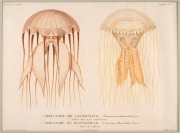 JELLYFISH group of antique hand-coloured engravings, from various publications, circa 1826-1830, (9 plates), each approximately 32 x 24cm, mounted 48.5 x 37.5cm overall. - 3