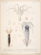 JELLYFISH group of antique hand-coloured engravings, from various publications, circa 1826-1830, (9 plates), each approximately 32 x 24cm, mounted 48.5 x 37.5cm overall. - 4