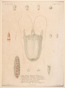 JELLYFISH group of antique hand-coloured engravings, from various publications, circa 1826-1830, (9 plates), each approximately 32 x 24cm, mounted 48.5 x 37.5cm overall. - 5