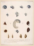 JELLYFISH group of antique hand-coloured engravings, from various publications, circa 1826-1830, (9 plates), each approximately 32 x 24cm, mounted 48.5 x 37.5cm overall. - 6