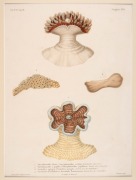 JELLYFISH group of antique hand-coloured engravings, from various publications, circa 1826-1830, (9 plates), each approximately 32 x 24cm, mounted 48.5 x 37.5cm overall. - 7