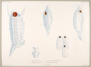 JELLYFISH group of antique hand-coloured engravings, from various publications, circa 1826-1830, (9 plates), each approximately 32 x 24cm, mounted 48.5 x 37.5cm overall. - 8