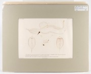 JELLYFISH group of antique hand-coloured engravings, from various publications, circa 1826-1830, (9 plates), each approximately 32 x 24cm, mounted 48.5 x 37.5cm overall. - 9