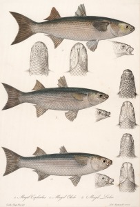 CHARLES (CARLO) LUCIEN BONAPARTE (1803–1857), group of antique coloured engravings of fish, from the publication "ICONGRAPHY OF ITALIAN FAUNA", circa 1832-1841, (12 plates), approximately 36.5 x 24.5cm, mounted 48.5 x 37.5cm overall.