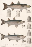 CHARLES (CARLO) LUCIEN BONAPARTE (1803&ndash;1857), group of antique coloured engravings of fish, from the publication "ICONGRAPHY OF ITALIAN FAUNA", circa 1832-1841, (12 plates), approximately 36.5 x 24.5cm, mounted 48.5 x 37.5cm overall.