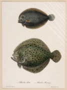 CHARLES (CARLO) LUCIEN BONAPARTE (1803&ndash;1857), group of antique coloured engravings of fish, from the publication "ICONGRAPHY OF ITALIAN FAUNA", circa 1832-1841, (12 plates), approximately 36.5 x 24.5cm, mounted 48.5 x 37.5cm overall. - 4