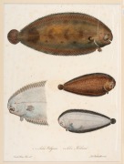 CHARLES (CARLO) LUCIEN BONAPARTE (1803&ndash;1857), group of antique coloured engravings of fish, from the publication "ICONGRAPHY OF ITALIAN FAUNA", circa 1832-1841, (12 plates), approximately 36.5 x 24.5cm, mounted 48.5 x 37.5cm overall. - 5