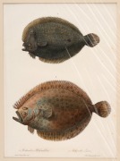 CHARLES (CARLO) LUCIEN BONAPARTE (1803&ndash;1857), group of antique coloured engravings of fish, from the publication "ICONGRAPHY OF ITALIAN FAUNA", circa 1832-1841, (12 plates), approximately 36.5 x 24.5cm, mounted 48.5 x 37.5cm overall. - 6