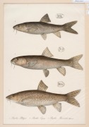 CHARLES (CARLO) LUCIEN BONAPARTE (1803&ndash;1857), group of antique coloured engravings of fish, from the publication "ICONGRAPHY OF ITALIAN FAUNA", circa 1832-1841, (12 plates), approximately 36.5 x 24.5cm, mounted 48.5 x 37.5cm overall. - 7