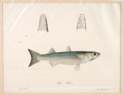 CHARLES (CARLO) LUCIEN BONAPARTE (1803&ndash;1857), group of antique coloured engravings of fish, from the publication "ICONGRAPHY OF ITALIAN FAUNA", circa 1832-1841, (12 plates), approximately 36.5 x 24.5cm, mounted 48.5 x 37.5cm overall. - 8