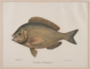 CHARLES (CARLO) LUCIEN BONAPARTE (1803&ndash;1857), group of antique coloured engravings of fish, from the publication "ICONGRAPHY OF ITALIAN FAUNA", circa 1832-1841, (12 plates), approximately 36.5 x 24.5cm, mounted 48.5 x 37.5cm overall. - 9