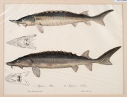 CHARLES (CARLO) LUCIEN BONAPARTE (1803&ndash;1857), group of antique coloured engravings of fish, from the publication "ICONGRAPHY OF ITALIAN FAUNA", circa 1832-1841, (12 plates), approximately 36.5 x 24.5cm, mounted 48.5 x 37.5cm overall. - 10