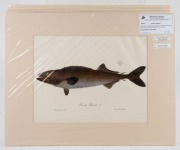 CHARLES (CARLO) LUCIEN BONAPARTE (1803&ndash;1857), group of antique coloured engravings of fish, from the publication "ICONGRAPHY OF ITALIAN FAUNA", circa 1832-1841, (12 plates), approximately 36.5 x 24.5cm, mounted 48.5 x 37.5cm overall. - 11