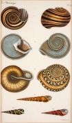 JEAN-CHARLES CHENU (1808&ndash;1879), selection of antique coloured engravings of molluscs and bivalves, from the publication "BIBLIOTH&Egrave;QUE CONCHYLIOLOGIQUE", circa 1845-46, (6 plates), each approximately 21 x 12cm, mounted 35.5 x 30.5cm overall.